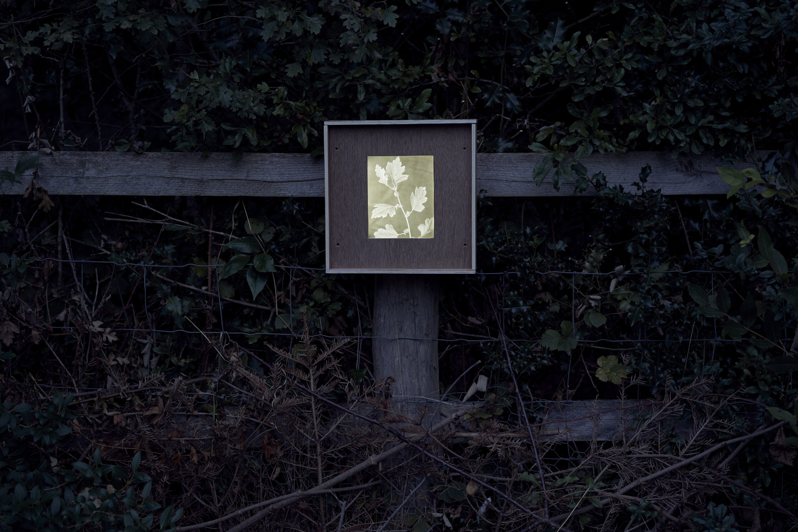 moth box